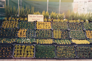 Twin Acre in the 1980s at Four Oaks